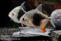 Blackberry Silver Dollar, Myleus Sp. Blackberry 9 Blackberry Silver Dollar, Myleus Sp. Blackberry -Zoofachgeschäft Blackberry Silver Dollar Myleus sp Blackberry 8