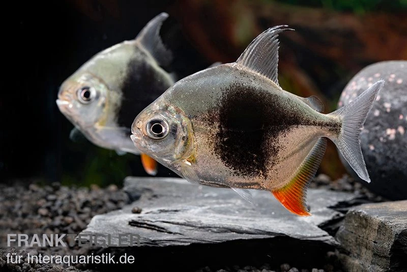 Blackberry Silver Dollar, Myleus sp. Blackberry Blackberry Silver Dollar, Myleus Sp. Blackberry -Zoofachgeschäft Blackberry Silver Dollar Myleus sp Blackberry 8