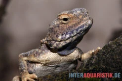 Blasse Wüstenagame, Trapelus Pallidus