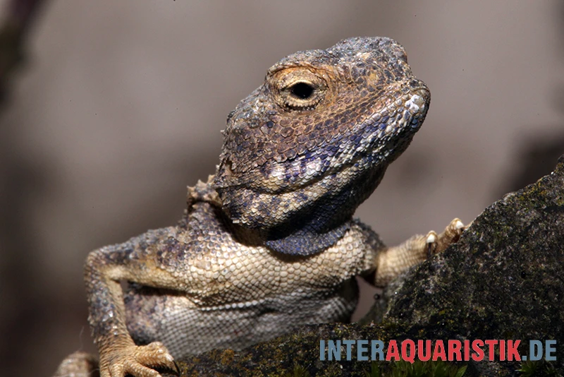 Blasse Wüstenagame, Trapelus pallidus Blasse Wüstenagame, Trapelus Pallidus -Zoofachgeschäft Blasse Wuestenagame Trapelus pallidus 1