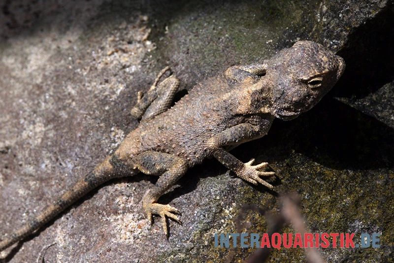 Blasse Wüstenagame, Trapelus pallidus Blasse Wüstenagame, Trapelus Pallidus -Zoofachgeschäft Blasse Wuestenagame Trapelus pallidus 3