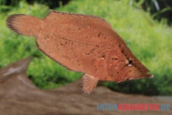 Blattfisch, Monocirrhus Polyacanthus -Zoofachgeschäft Blattfisch Monocirrhus polyacanthus neu 2