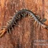Blaubeiniger Hundertfüßer, Scolopendra Cf. Valida "Blue Legs Westafrica" 1 Blaubeiniger Hundertfüßer, Scolopendra Cf. Valida "Blue Legs Westafrica" -Zoofachgeschäft Blaubeiniger Hundertfuesser Scolopendra cf valida Blue Legs Westafrica 1