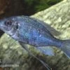 Blauer Fadenmaulbrüter, Ophthalmotilapia Ventralis -Zoofachgeschäft Blauer Fadenmaulbrueter Ophthalmotilapia ventralis