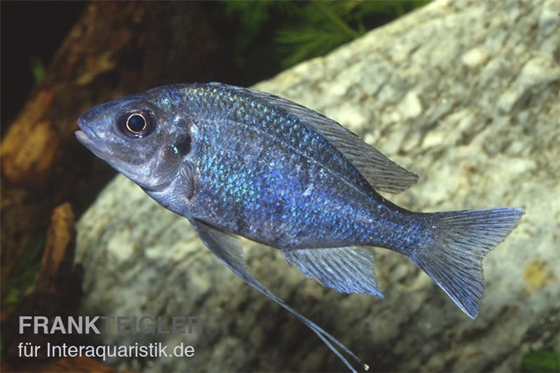 Blauer Fadenmaulbrüter, Ophthalmotilapia ventralis Blauer Fadenmaulbrüter, Ophthalmotilapia Ventralis -Zoofachgeschäft Blauer Fadenmaulbrueter Ophthalmotilapia ventralis