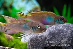 Blauer Kongocichlide, Nanochromis Parilus 4 Blauer Kongocichlide, Nanochromis Parilus -Zoofachgeschäft Blauer Kongocichlide Nanochromis parilus 1 Paar 2