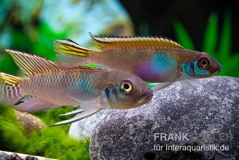 Blauer Kongocichlide, Nanochromis parilus Blauer Kongocichlide, Nanochromis Parilus -Zoofachgeschäft Blauer Kongocichlide Nanochromis parilus 1 Paar 2