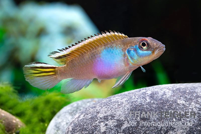 Blauer Kongocichlide, Nanochromis parilus Blauer Kongocichlide, Nanochromis Parilus -Zoofachgeschäft Blauer Kongocichlide Nanochromis parilus 1 Paar 3