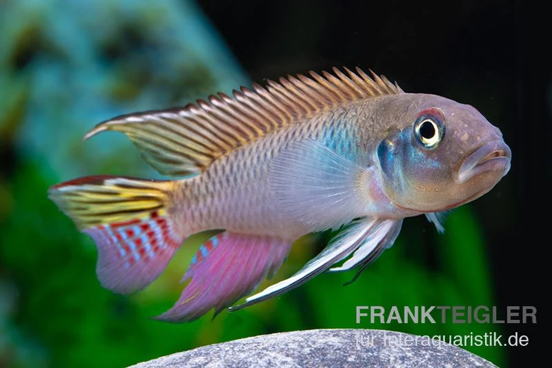 Blauer Kongocichlide, Nanochromis parilus Blauer Kongocichlide, Nanochromis Parilus -Zoofachgeschäft Blauer Kongocichlide Nanochromis parilus 1 Paar 4