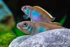 Blauer Kongocichlide, Nanochromis Parilus 6 Blauer Kongocichlide, Nanochromis Parilus -Zoofachgeschäft Blauer Kongocichlide Nanochromis parilus 1 Paar 5
