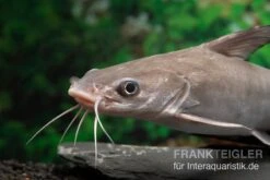 Blauer Minihai, Arius Graeffei -Zoofachgeschäft Blauer Minihai Arius graeffei 2