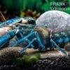 Blauer Papua-Flusskrebs, Cherax Communis -Zoofachgeschäft Blauer Papua Flusskrebs Cherax communis adult 1