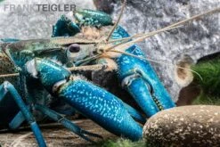 Blauer Papua-Flusskrebs, Cherax Communis -Zoofachgeschäft Blauer Papua Flusskrebs Cherax communis adult 3