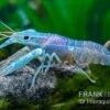 Blauer Rotscherenkrebs, Cherax Quadricarinatus -Zoofachgeschäft Blauer Rotscherenkrebs Cherax quadricarinatus neu 1