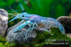 Blauer Rotscherenkrebs, Cherax Quadricarinatus