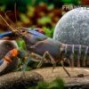 Blauer Tigerkrebs, Cherax Alyciae „Blue Kong“ -Zoofachgeschäft Blauer Tigerkrebs Cherax alyciae Blue Kong 2