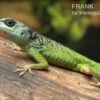 Blaugrüner Barbadosanolis, Anolis Extremus -Zoofachgeschäft Blaugruener Barbadosanolis Anolis extremus Paar 1
