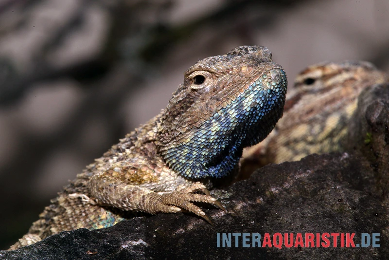 Blaukehl-Agame, Trapelus savignii Blaukehl-Agame, Trapelus Savignii -Zoofachgeschäft Blaukehl Agame Trapelus savignii 1