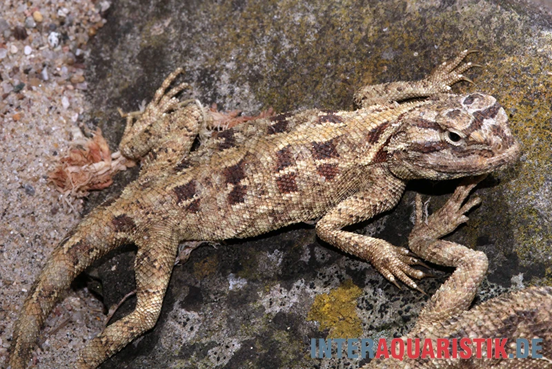 Blaukehl-Agame, Trapelus savignii Blaukehl-Agame, Trapelus Savignii -Zoofachgeschäft Blaukehl Agame Trapelus savignii 2