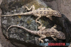 Blaukehl-Agame, Trapelus Savignii 4 Blaukehl-Agame, Trapelus Savignii -Zoofachgeschäft Blaukehl Agame Trapelus savignii 3