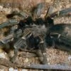 Blaustrahlige Riesenvogelspinne, Pamphobeteus Nigricolor 2 Blaustrahlige Riesenvogelspinne, Pamphobeteus Nigricolor -Zoofachgeschäft Blaustrahlige Riesenvogelspinne Pamphobeteus nigricolor