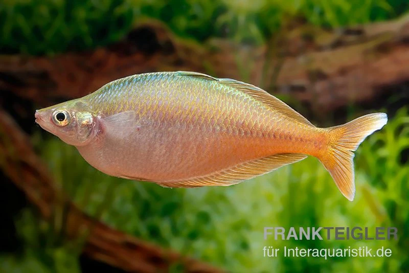Blehers-Regenbogenfisch, Chilatherina bleheri, 5 Tiere Blehers-Regenbogenfisch, Chilatherina Bleheri, 5 Tiere -Zoofachgeschäft Blehers Regenbogenfisch Chilatherina bleheri