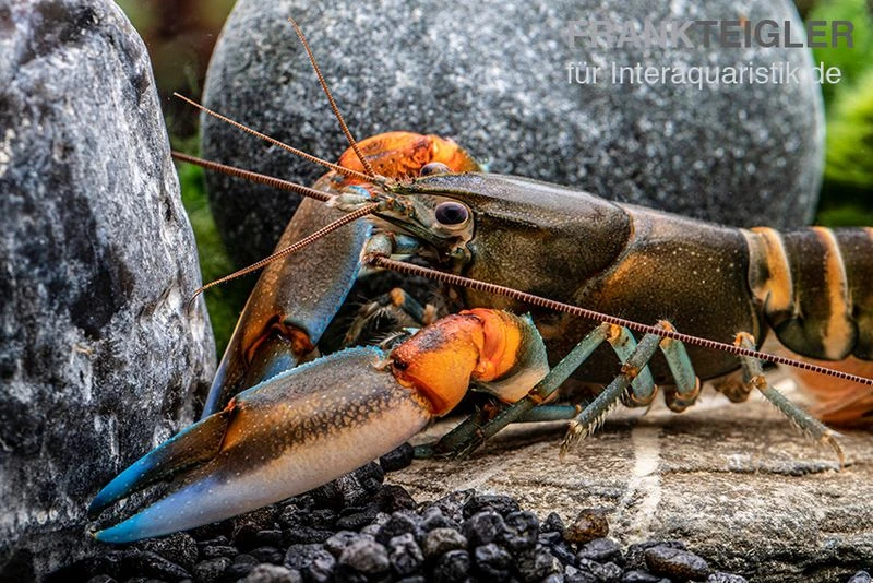 "Blue Claw" Tigerkrebs, Cherax peknyi var. "Blue Claw" "Blue Claw" Tigerkrebs, Cherax Peknyi Var. "Blue Claw" -Zoofachgeschäft Blue Claw Tigerkrebs Cherax peknyi var Blue Claw 2