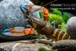 "Blue Claw" Tigerkrebs, Cherax Peknyi Var. "Blue Claw" 6 "Blue Claw" Tigerkrebs, Cherax Peknyi Var. "Blue Claw" -Zoofachgeschäft Blue Claw Tigerkrebs Cherax peknyi var Blue Claw 3