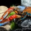 "Blue Claw" Tigerkrebs, Cherax Peknyi Var. "Blue Claw" -Zoofachgeschäft Blue Claw Tigerkrebs Cherax peknyi var Blue Claw neu 1