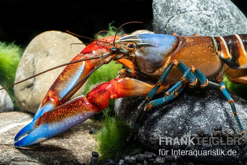"Blue Claw" Tigerkrebs, Cherax peknyi var. "Blue Claw" "Blue Claw" Tigerkrebs, Cherax Peknyi Var. "Blue Claw" -Zoofachgeschäft Blue Claw Tigerkrebs Cherax peknyi var Blue Claw neu 1