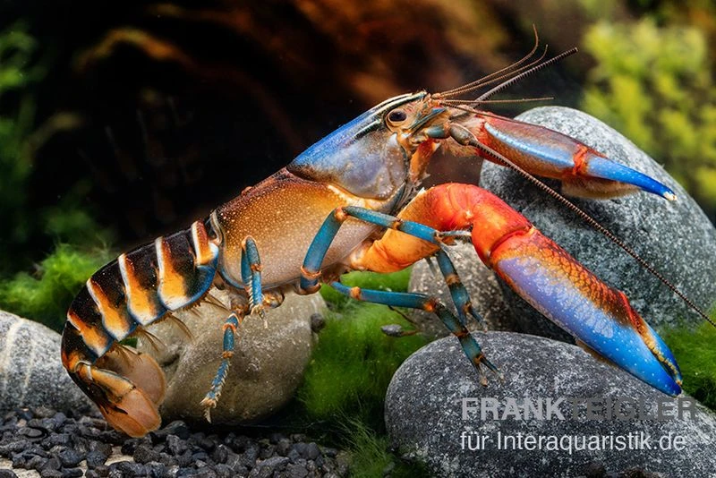 "Blue Claw" Tigerkrebs, Cherax peknyi var. "Blue Claw" "Blue Claw" Tigerkrebs, Cherax Peknyi Var. "Blue Claw" -Zoofachgeschäft Blue Claw Tigerkrebs Cherax peknyi var Blue Claw neu 2