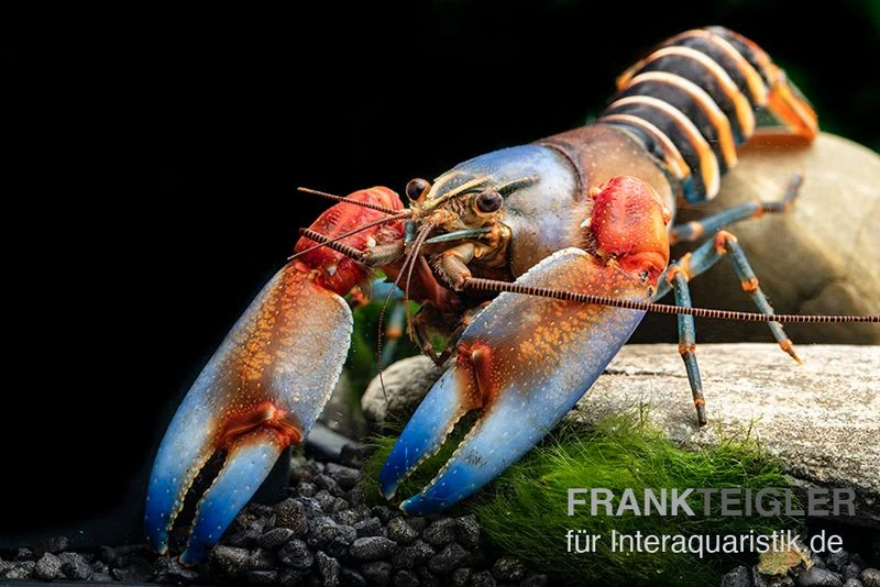 "Blue Claw" Tigerkrebs, Cherax peknyi var. "Blue Claw" "Blue Claw" Tigerkrebs, Cherax Peknyi Var. "Blue Claw" -Zoofachgeschäft Blue Claw Tigerkrebs Cherax peknyi var Blue Claw neu