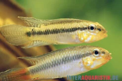 Blutkehl-Apistogramma, Apistogramma Uaupesi, Paarweise -Zoofachgeschäft Blutkehl Apistogramma Apistogramma uaupesi 1