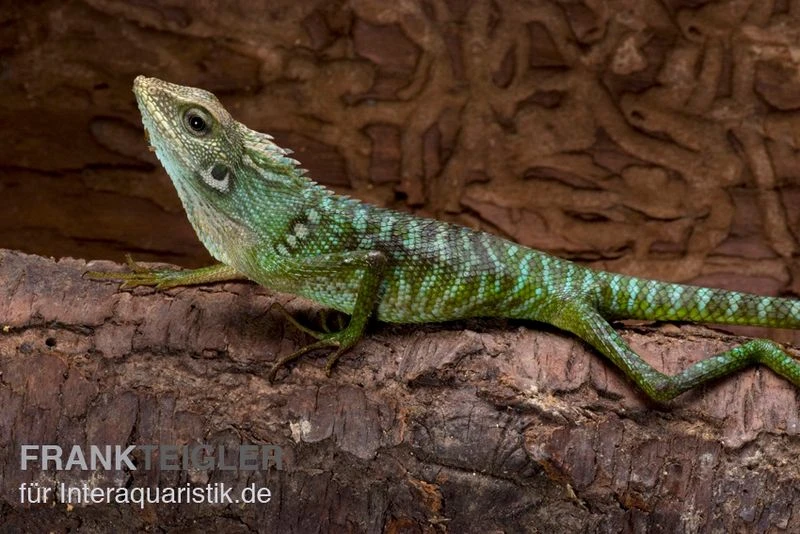 Borneo-Langschwanzagame, Bronchocela jubata Borneo-Langschwanzagame, Bronchocela Jubata -Zoofachgeschäft Borneo Langschwanzagame Bronchocela jubata 2