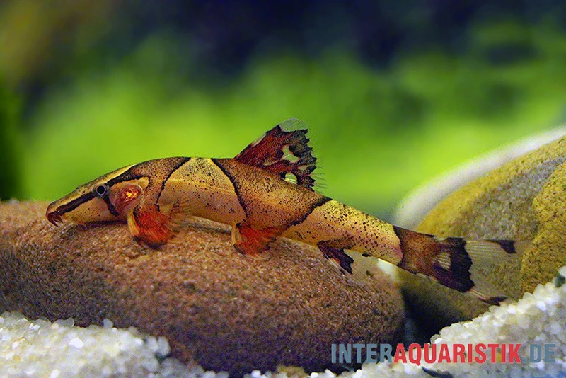 Borneo Sattelfleck-Prachtflossensauger, Homaloptera orthogoniata Borneo Sattelfleck-Prachtflossensauger, Homaloptera Orthogoniata -Zoofachgeschäft Borneo Sattelfleck Prachtflossensauger Homaloptera orthogoniata 1