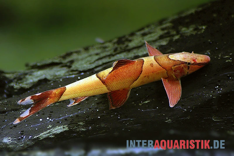 Borneo Sattelfleck-Prachtflossensauger, Homaloptera orthogoniata Borneo Sattelfleck-Prachtflossensauger, Homaloptera Orthogoniata -Zoofachgeschäft Borneo Sattelfleck Prachtflossensauger Homaloptera orthogoniata 2