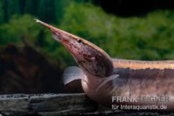 Borneo-Stachelaal, Macrognathus Cf. Tapirus -Zoofachgeschäft Borneo Stacheaal Macrognathus cf tapirus 11