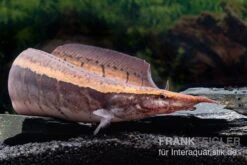 Borneo-Stachelaal, Macrognathus Cf. Tapirus -Zoofachgeschäft Borneo Stacheaal Macrognathus cf tapirus 14