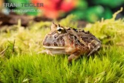 Brasilianischer Schmuckhornfrosch, Ceratophrys Aurita -Zoofachgeschäft Brasilianischer Schmuckhornfrosch Ceratophrys aurita 1