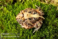 Brasilianischer Schmuckhornfrosch, Ceratophrys Aurita -Zoofachgeschäft Brasilianischer Schmuckhornfrosch Ceratophrys aurita 2