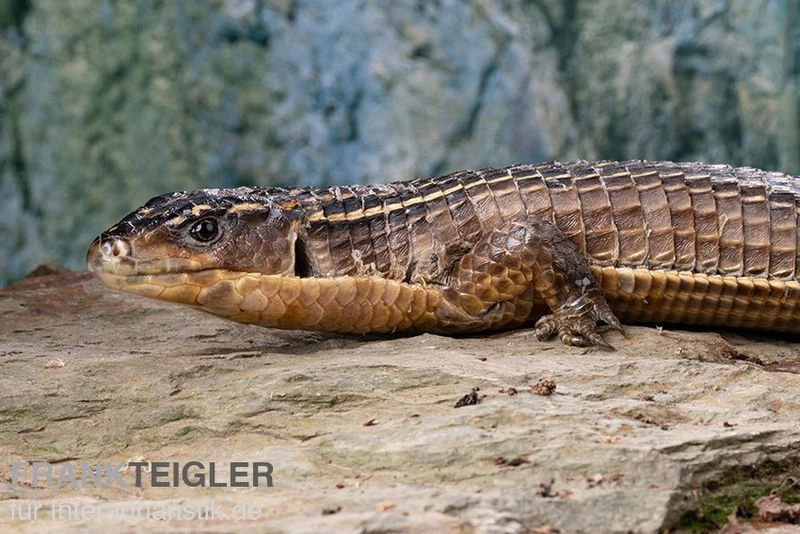 Braune Schildechse, Gerrhosaurus major Braune Schildechse, Gerrhosaurus Major -Zoofachgeschäft Braune Schildechse Gerrhosaurus major 1