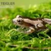 Brauner Bananenfrosch, Afrixalus Dorsalis -Zoofachgeschäft Brauner Bananenfrosch Afrixalus dorsalis 1