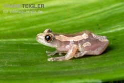 Brauner Bananenfrosch, Afrixalus Dorsalis -Zoofachgeschäft Brauner Bananenfrosch Afrixalus dorsalis 5