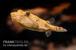 Brauner Kugelfisch, Tetraodon Miurus -Zoofachgeschäft Brauner Kugelfisch Tetraodon miurus 1