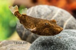 Brauner Kugelfisch, Tetraodon Miurus -Zoofachgeschäft Brauner Kugelfisch Tetraodon miurus 2