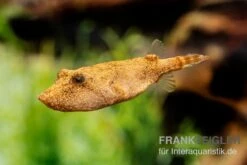 Brauner Kugelfisch, Tetraodon Miurus -Zoofachgeschäft Brauner Kugelfisch Tetraodon miurus 3