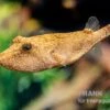 Brauner Kugelfisch, Tetraodon Miurus 2 Brauner Kugelfisch, Tetraodon Miurus -Zoofachgeschäft Brauner Kugelfisch Tetraodon miurus 4