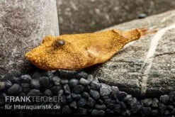 Brauner Kugelfisch, Tetraodon Miurus -Zoofachgeschäft Brauner Kugelfisch Tetraodon miurus 5