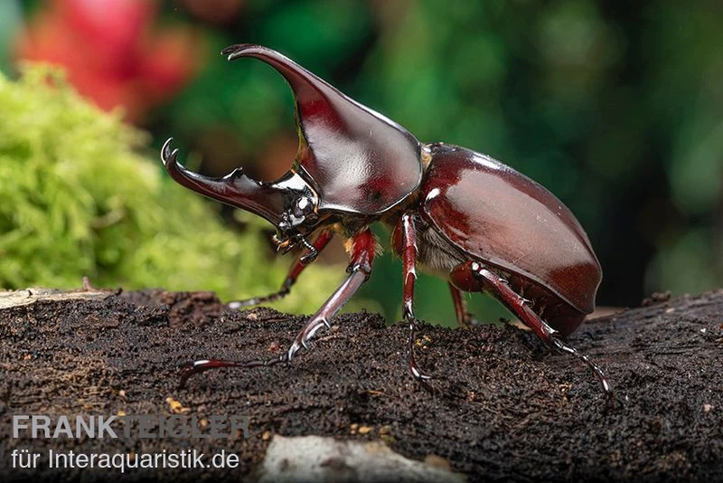 Brauner Nashornkäfer, Xylotrupes gideon Brauner Nashornkäfer, Xylotrupes Gideon -Zoofachgeschäft Brauner Nashornkaefer Xylotrupes gideon 1