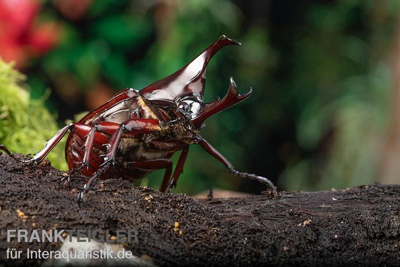 Brauner Nashornkäfer, Xylotrupes gideon Brauner Nashornkäfer, Xylotrupes Gideon -Zoofachgeschäft Brauner Nashornkaefer Xylotrupes gideon 2
